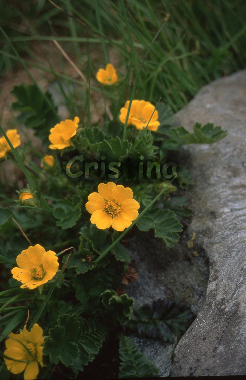 Geum reptans / Ambretta strisciante